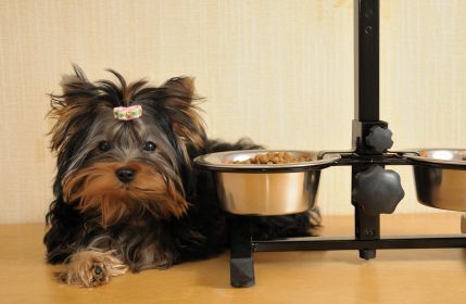 alimento de calidad para perros