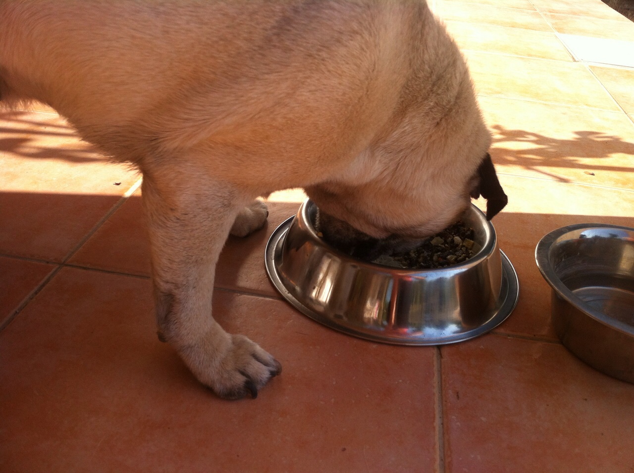 comida de calidad para tu perro