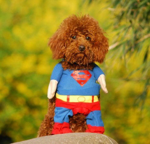disfraz de superman para perro