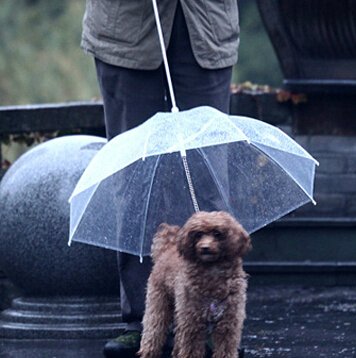 paraguas para perros